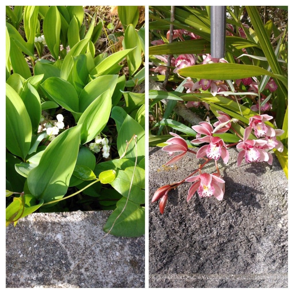 散歩道で見かけた花！