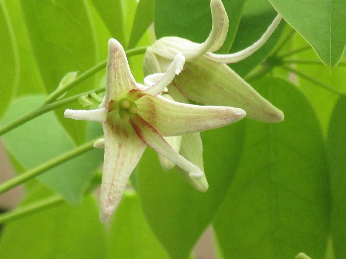 由愛(ゆめ)の花日記♪