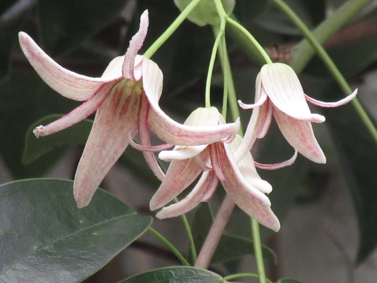 由愛(ゆめ)の花日記♪