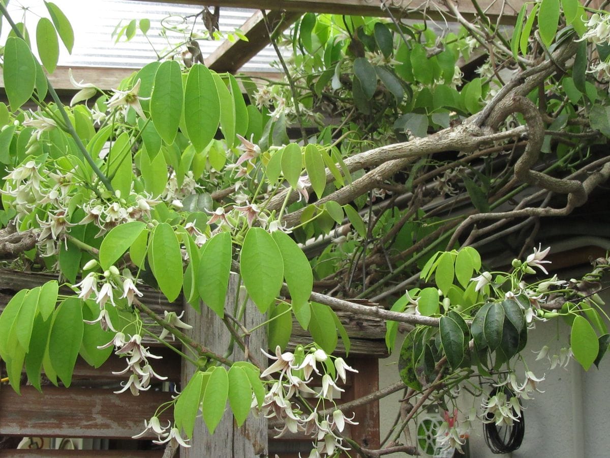 由愛(ゆめ)の花日記♪