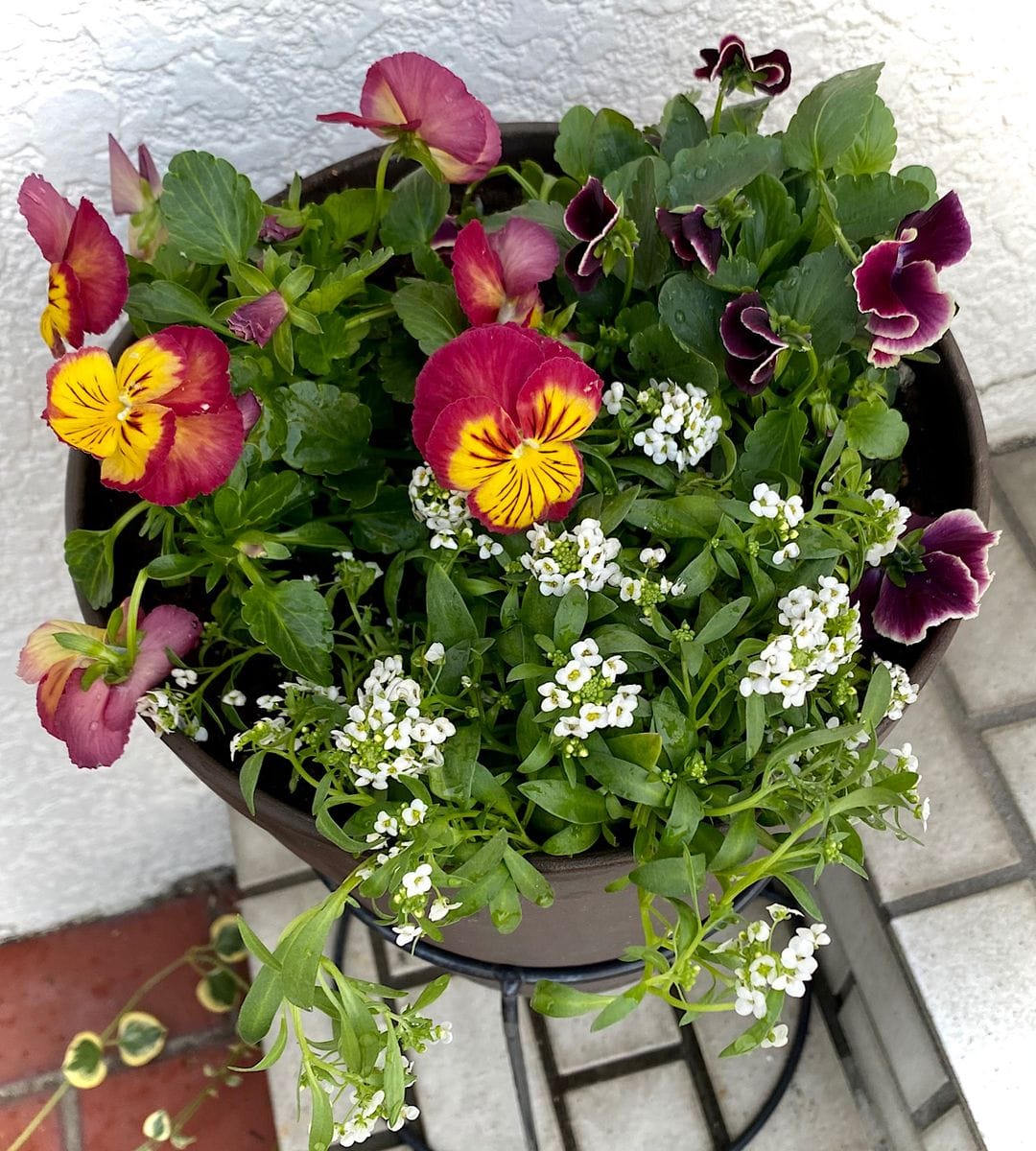 我が家のお花達♪ 寄せ植え編その2