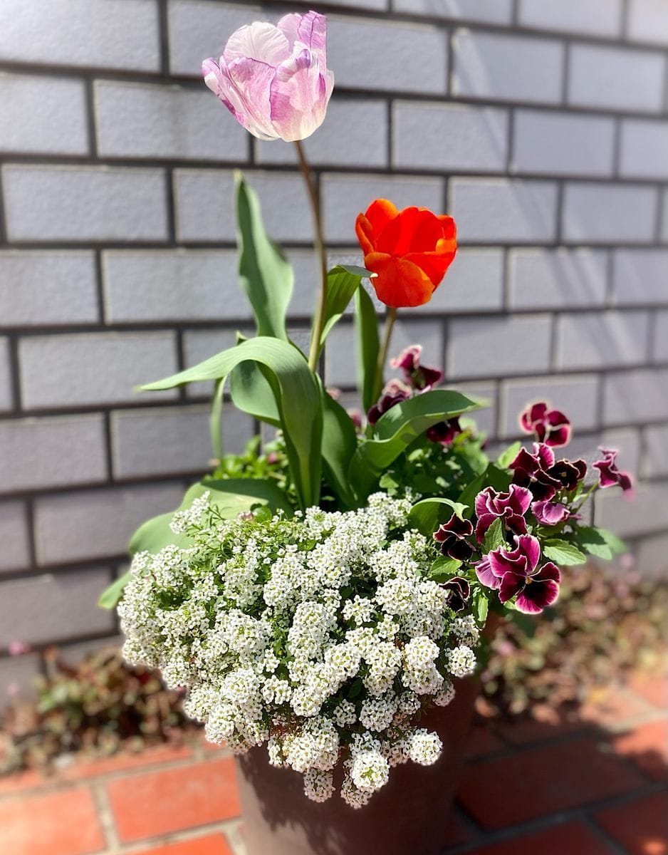 我が家のお花達♪ 寄せ植え編その2