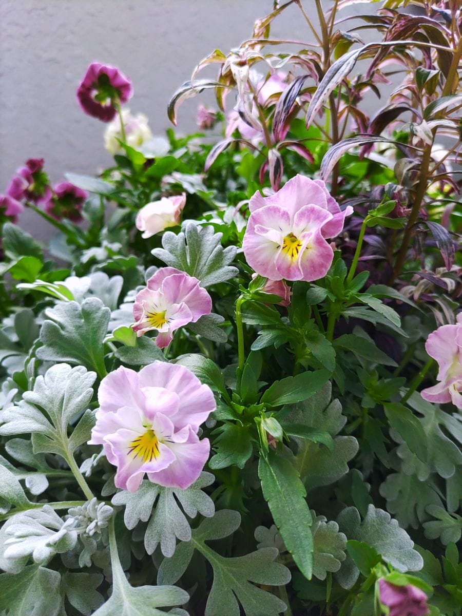 大好きなピンク色のお花💠💕