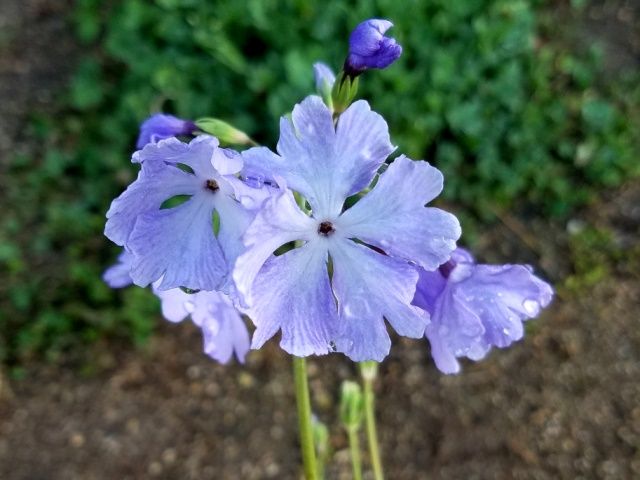 今朝の日本桜草①