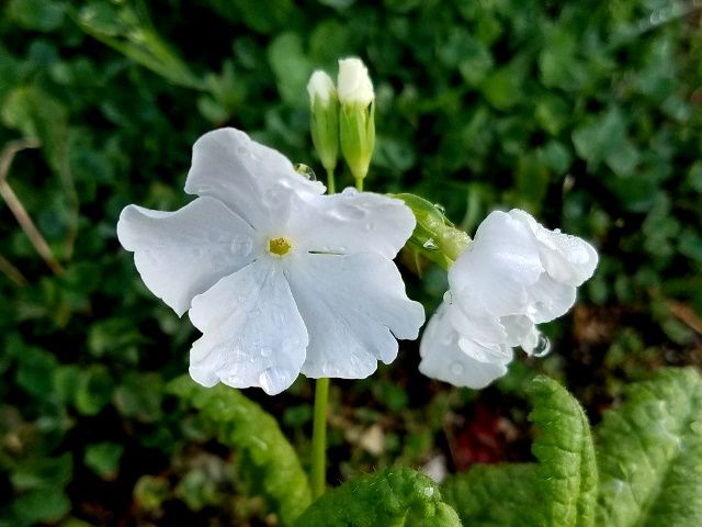 今朝の日本桜草①