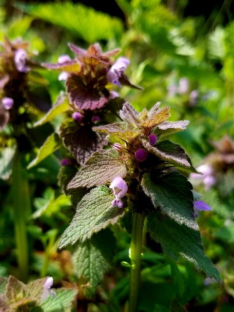 野の花