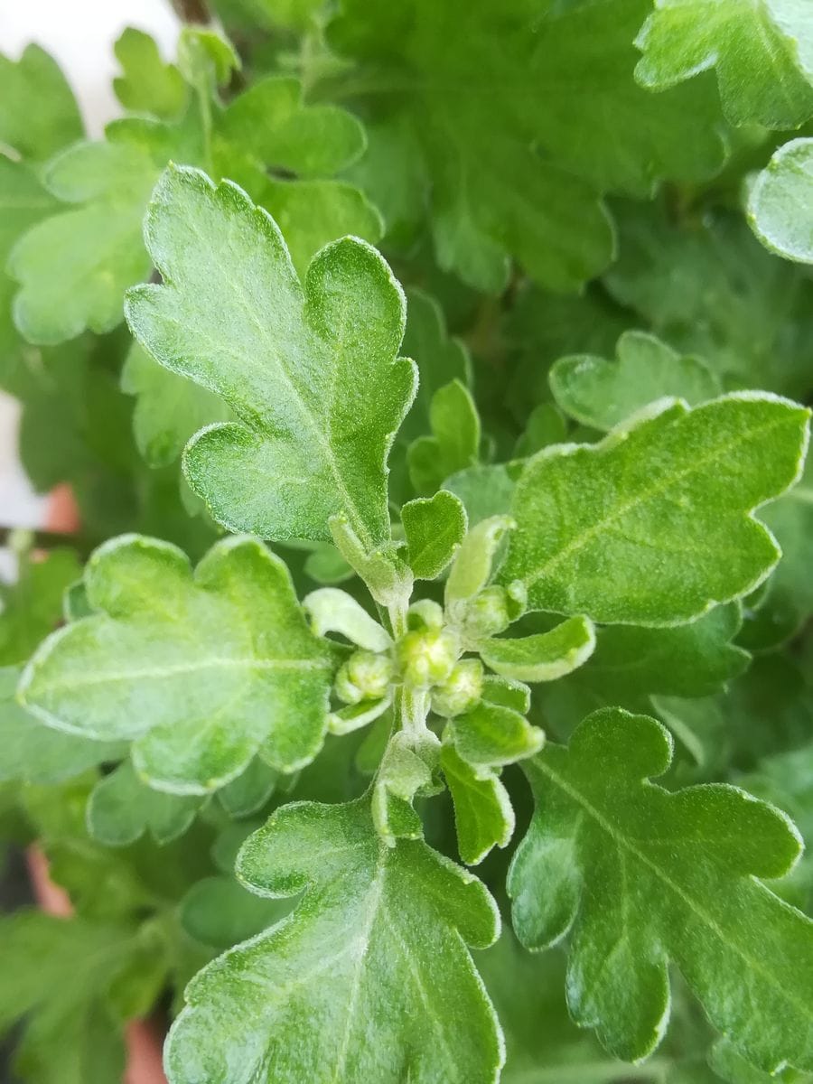 今日の園芸作業🌱植え替え《ｶﾞｰﾃﾞﾝﾏﾑ》と種蒔き《ｵｷﾅﾜｽｽﾞﾒｳﾘ&ﾙｺｳｿｳ》