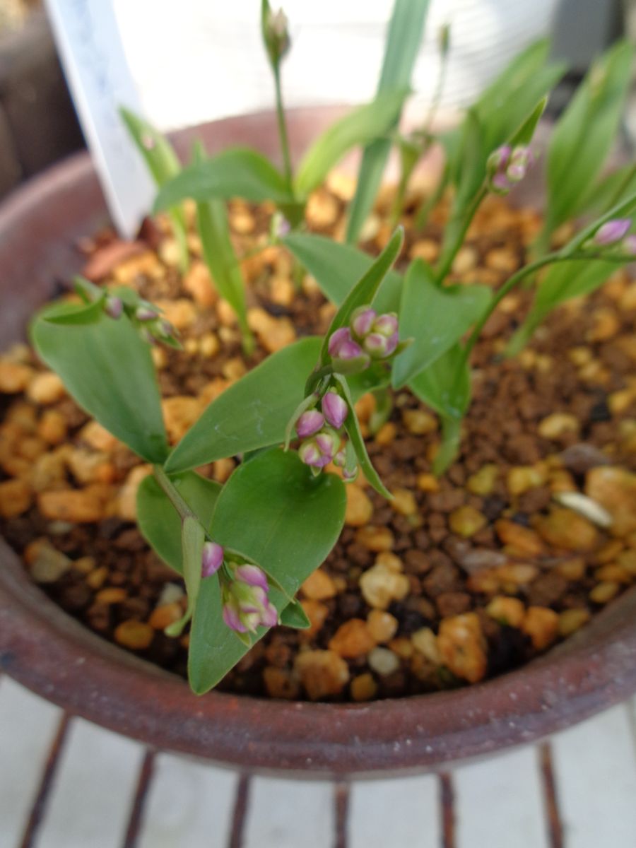 頂き物と芽と蕾