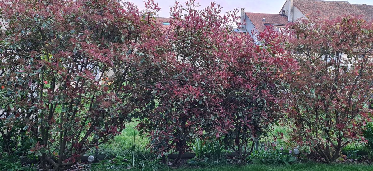 スズラン、行者にんにく、Photinia