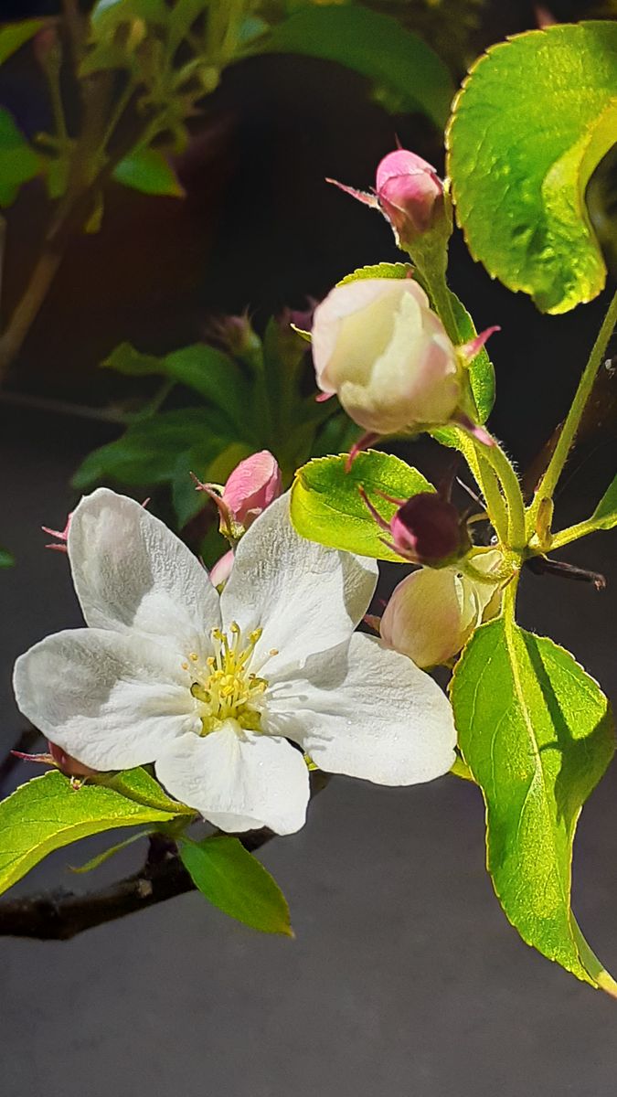 ふくおかルーバルガーデン5～春の🌸🌹🌿庭たより…姫りんご🍎の開花～💕