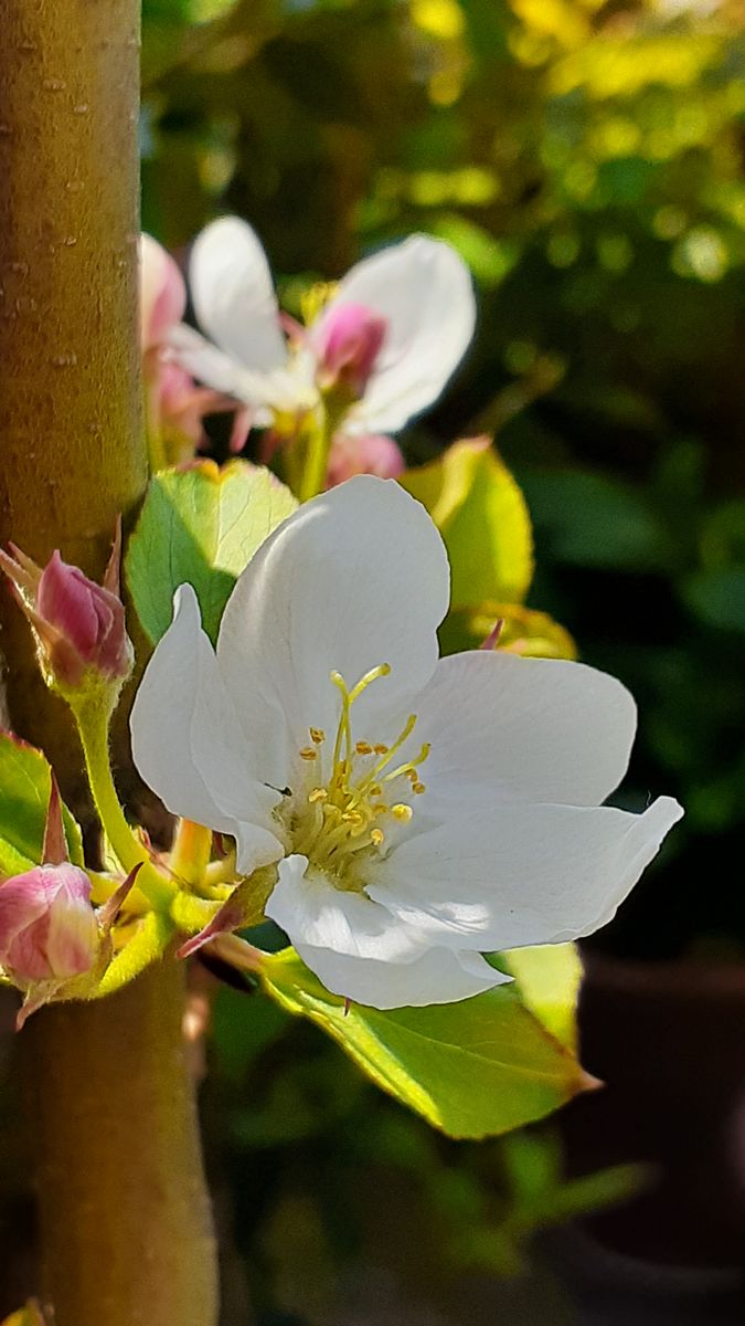 ふくおかルーバルガーデン5～春の🌸🌹🌿庭たより…姫りんご🍎の開花～💕