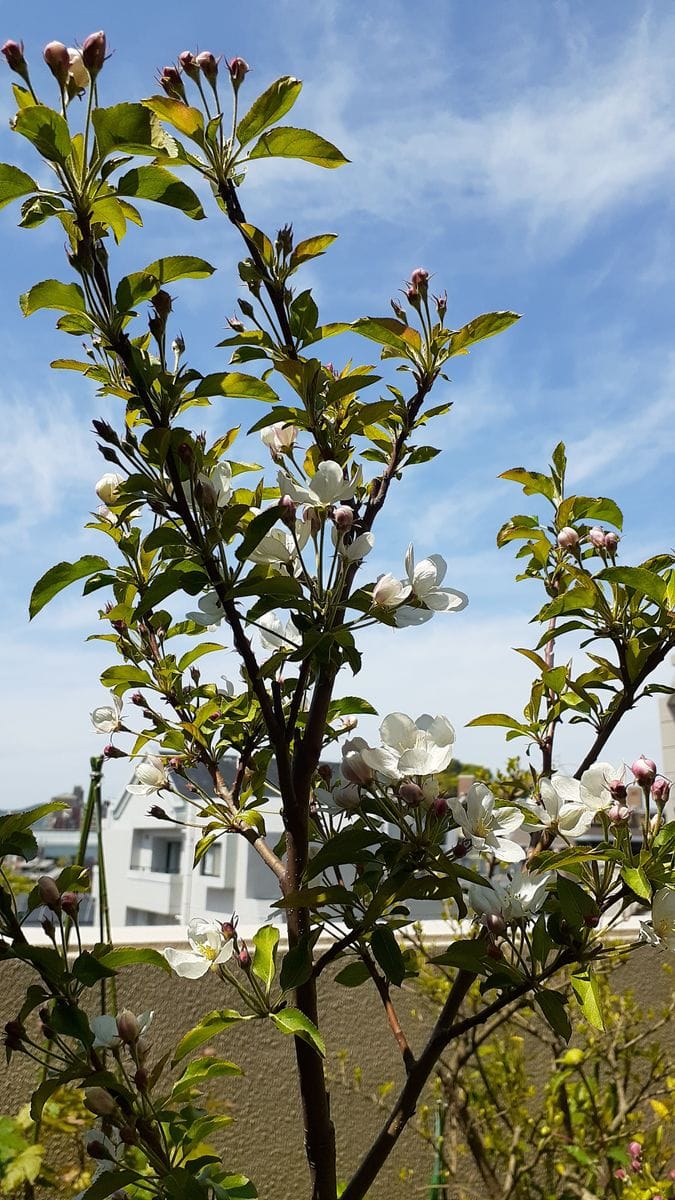 ふくおかルーバルガーデン5～春の🌸🌹🌿庭たより…姫りんご🍎の開花～💕