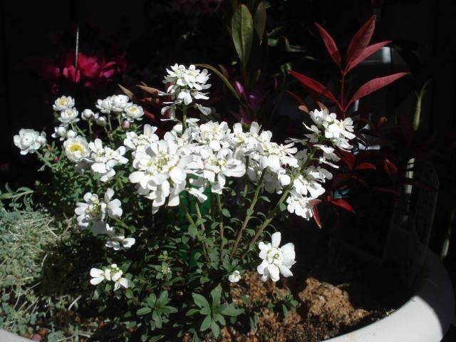 陽光を受けて白い花が美しい