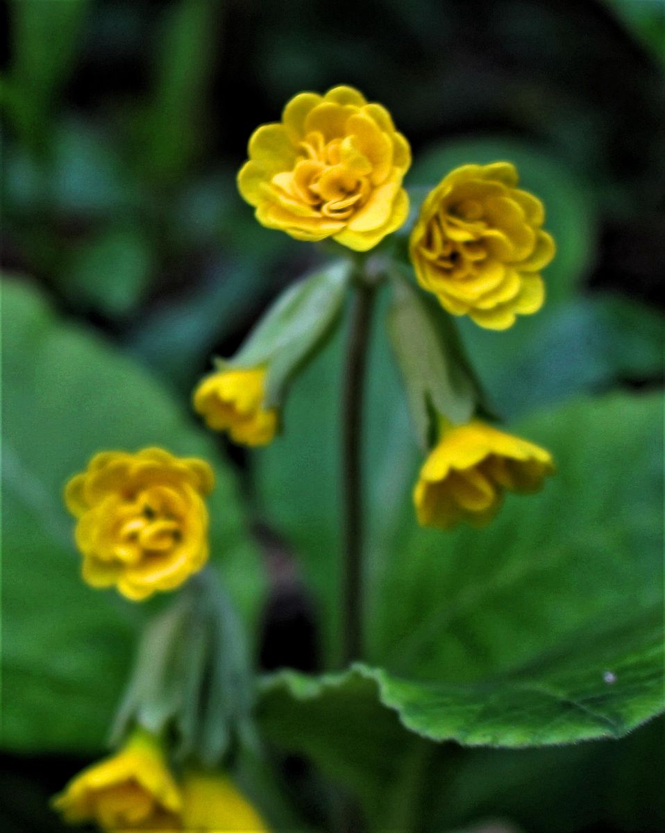 今日の花