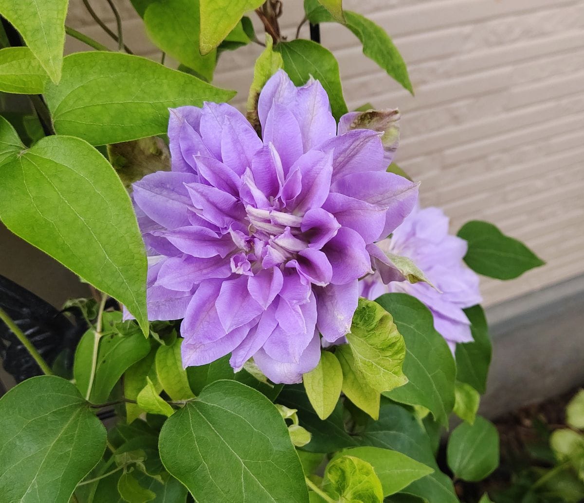 クレマチス開花と薔薇の蕾🌹