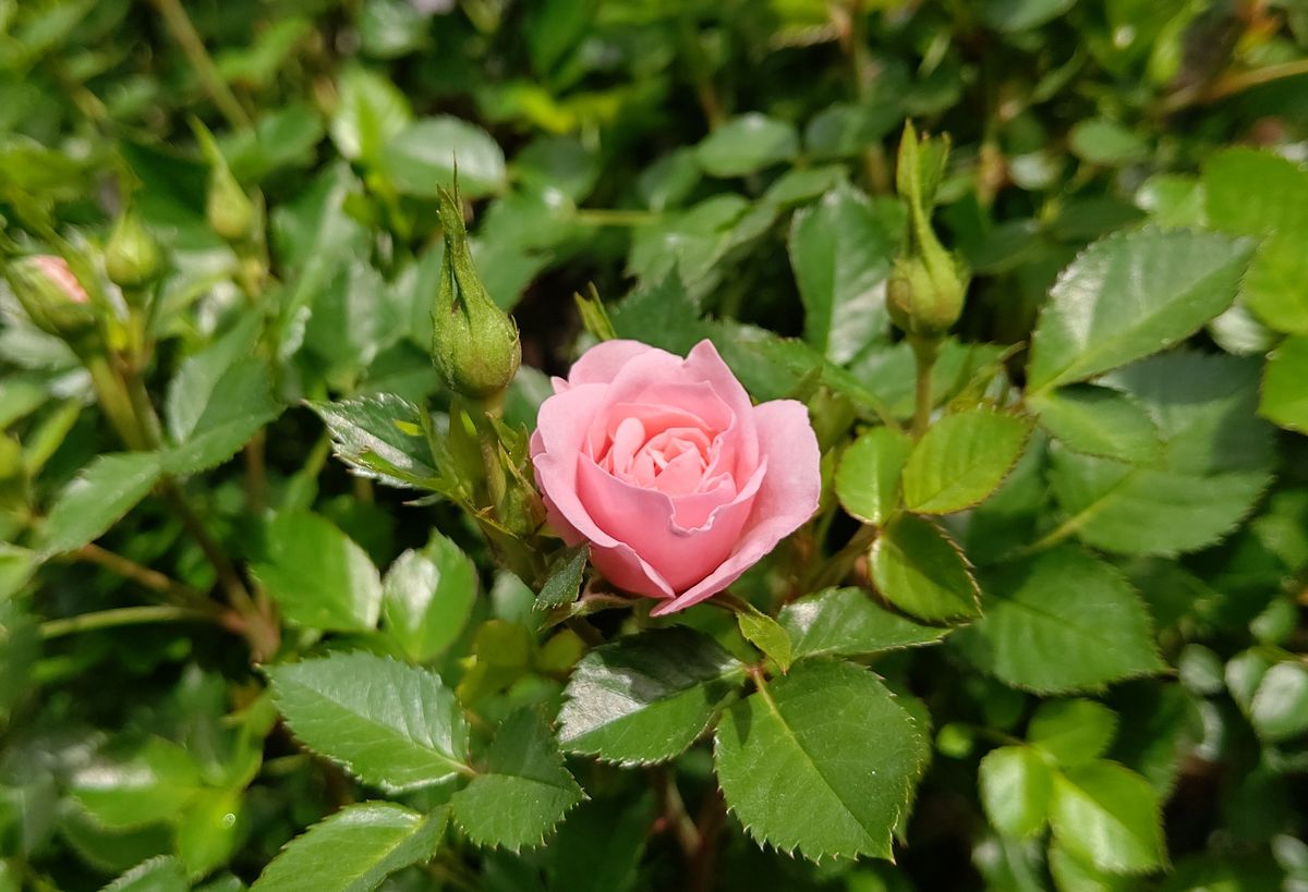 クレマチス開花と薔薇の蕾🌹