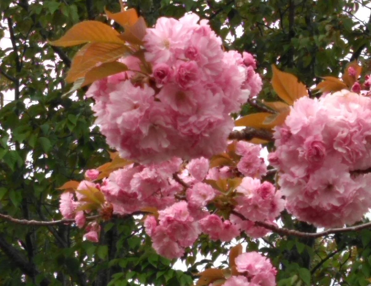 桜餅～