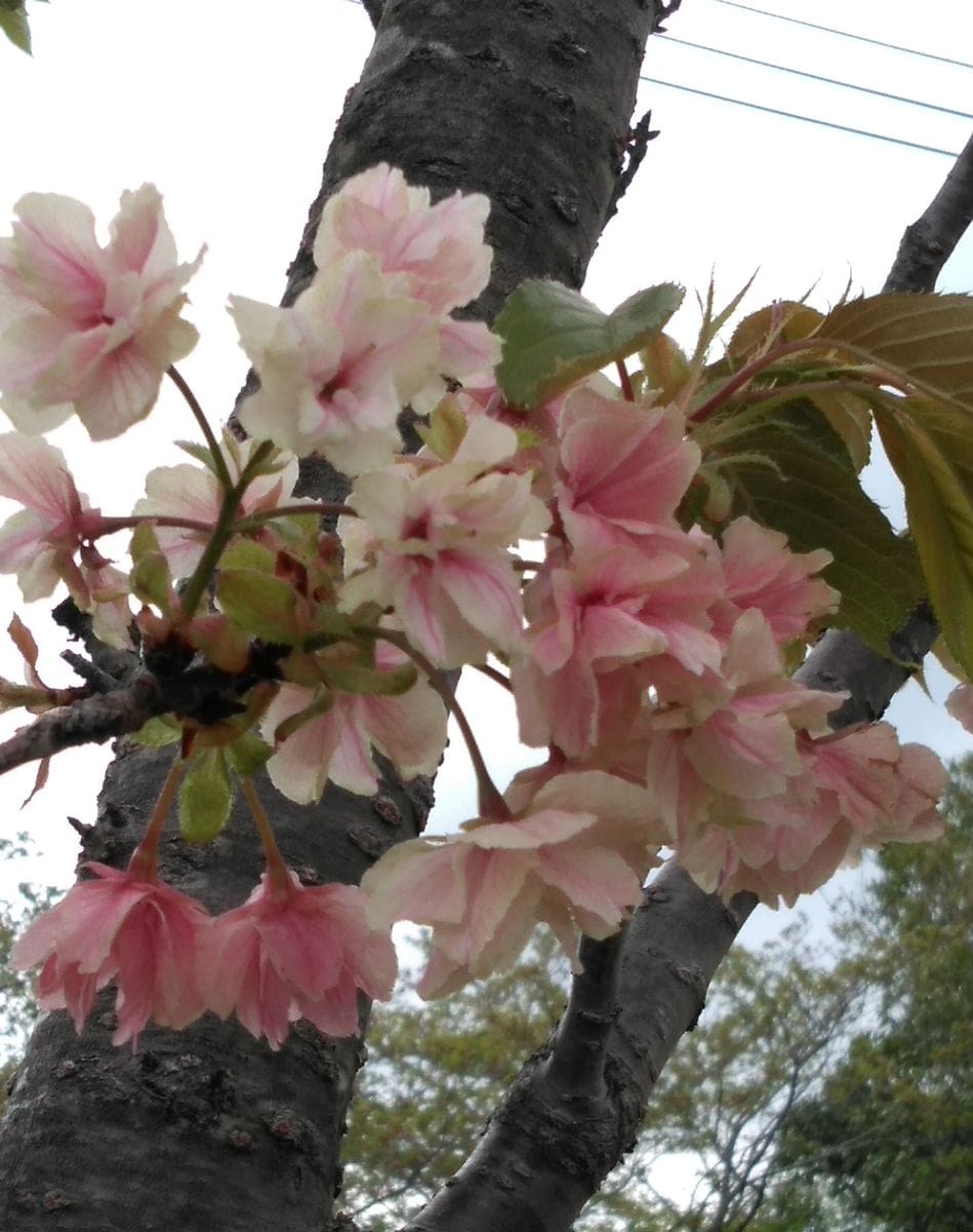 桜餅～