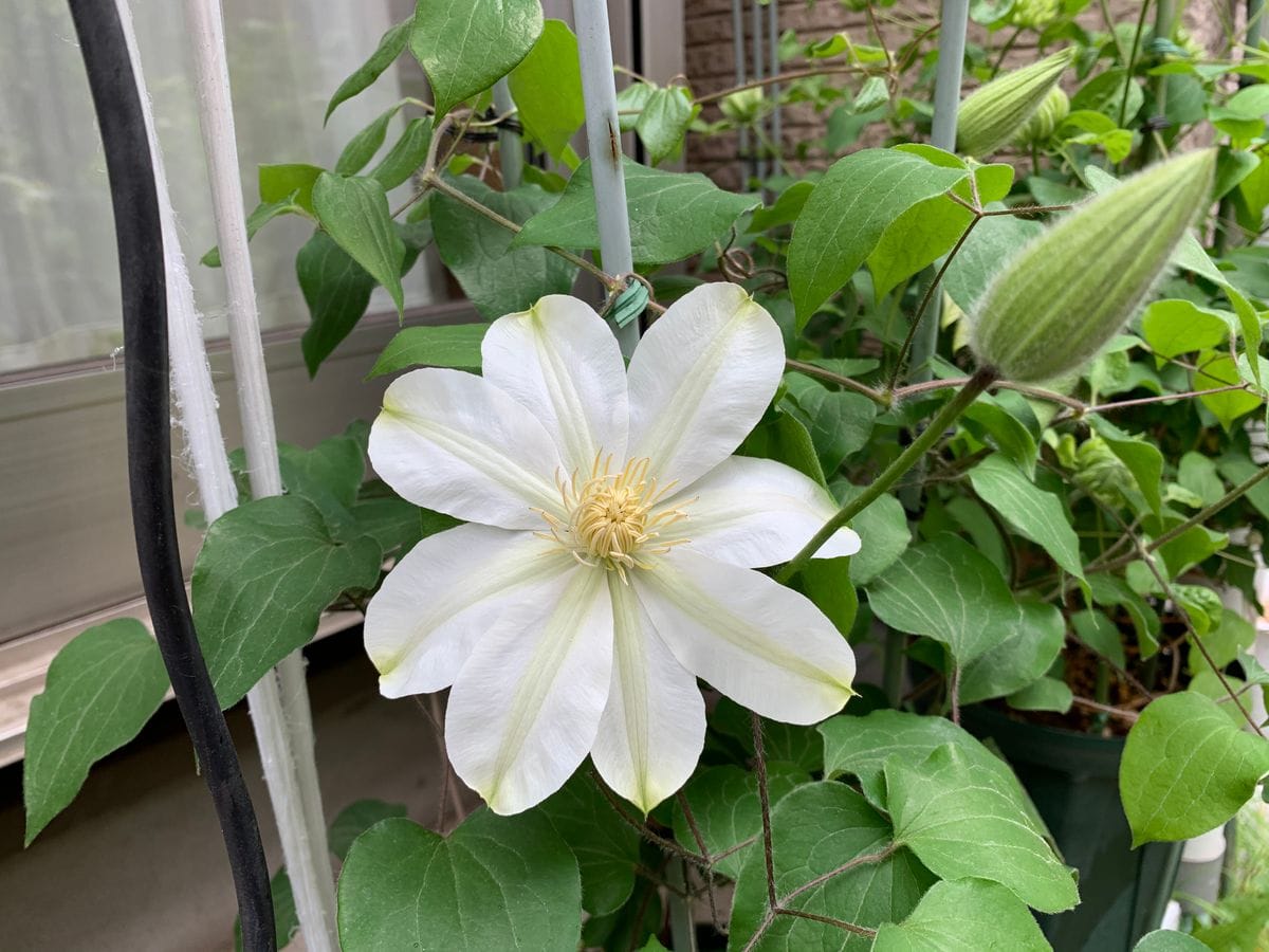 大輪系の開花が始まりました。