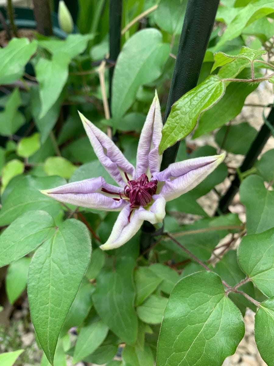 大輪系の開花が始まりました。