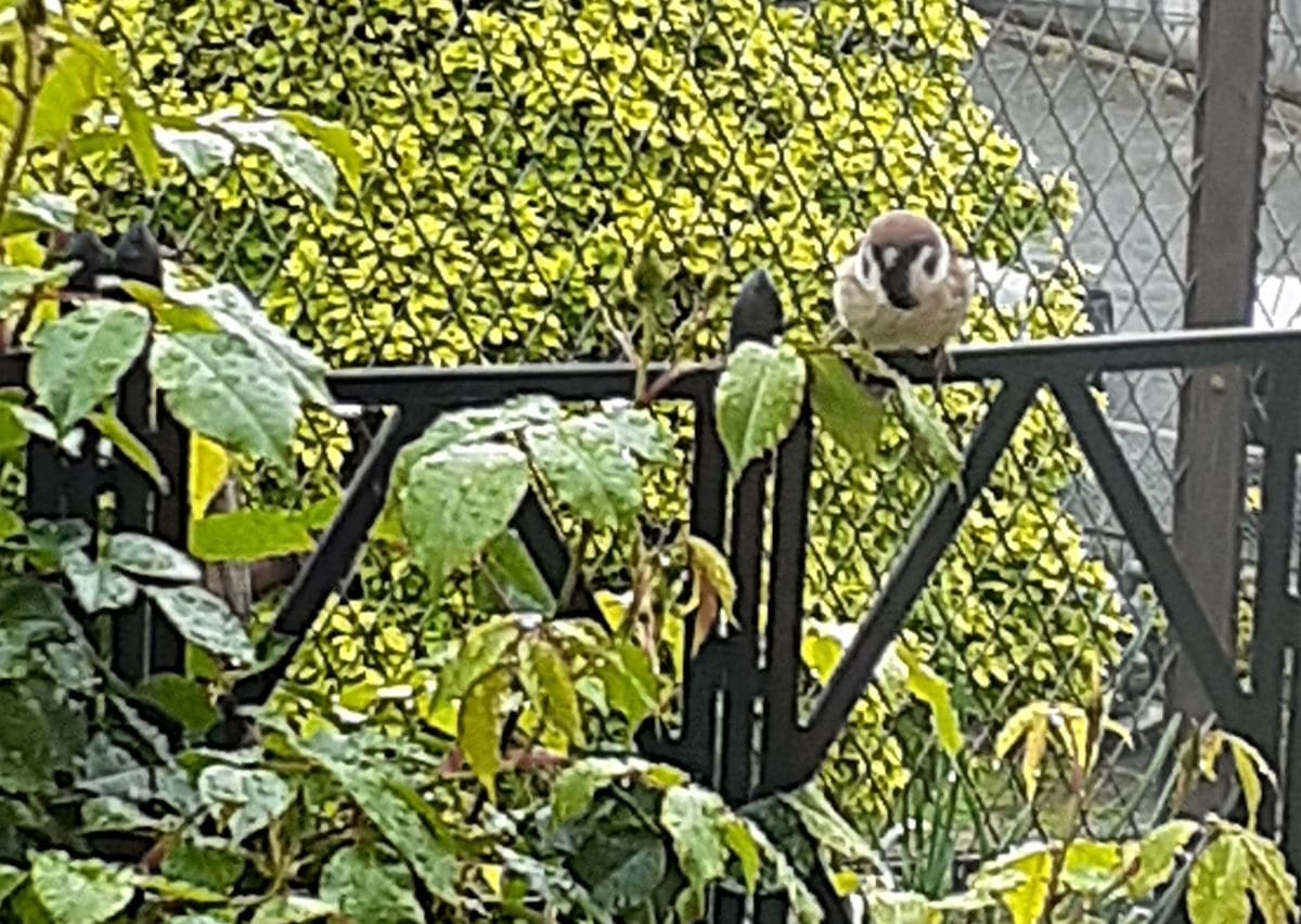 🐦ひょっこり　すずめさん🐦