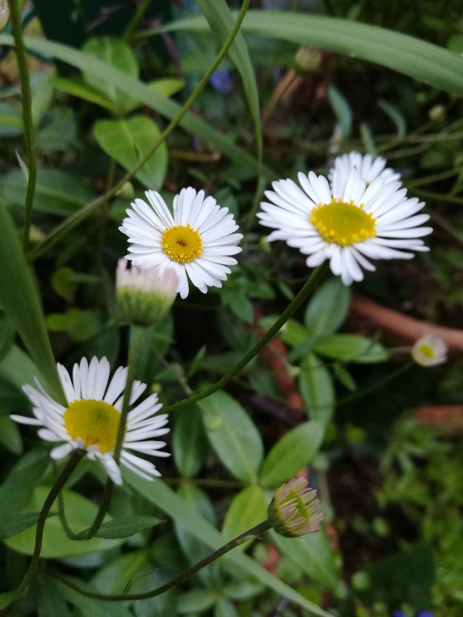 春の花に🎶🎶