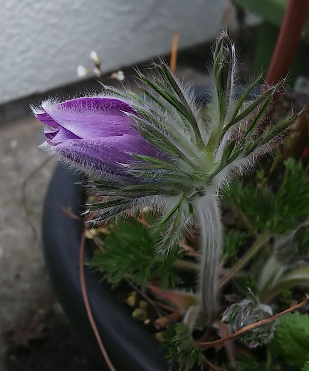 函館ベランダの早春の花