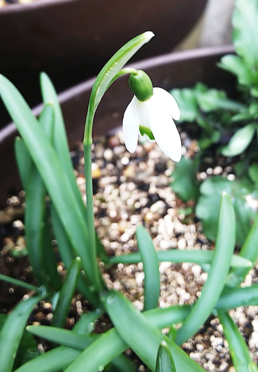 函館ベランダの早春の花