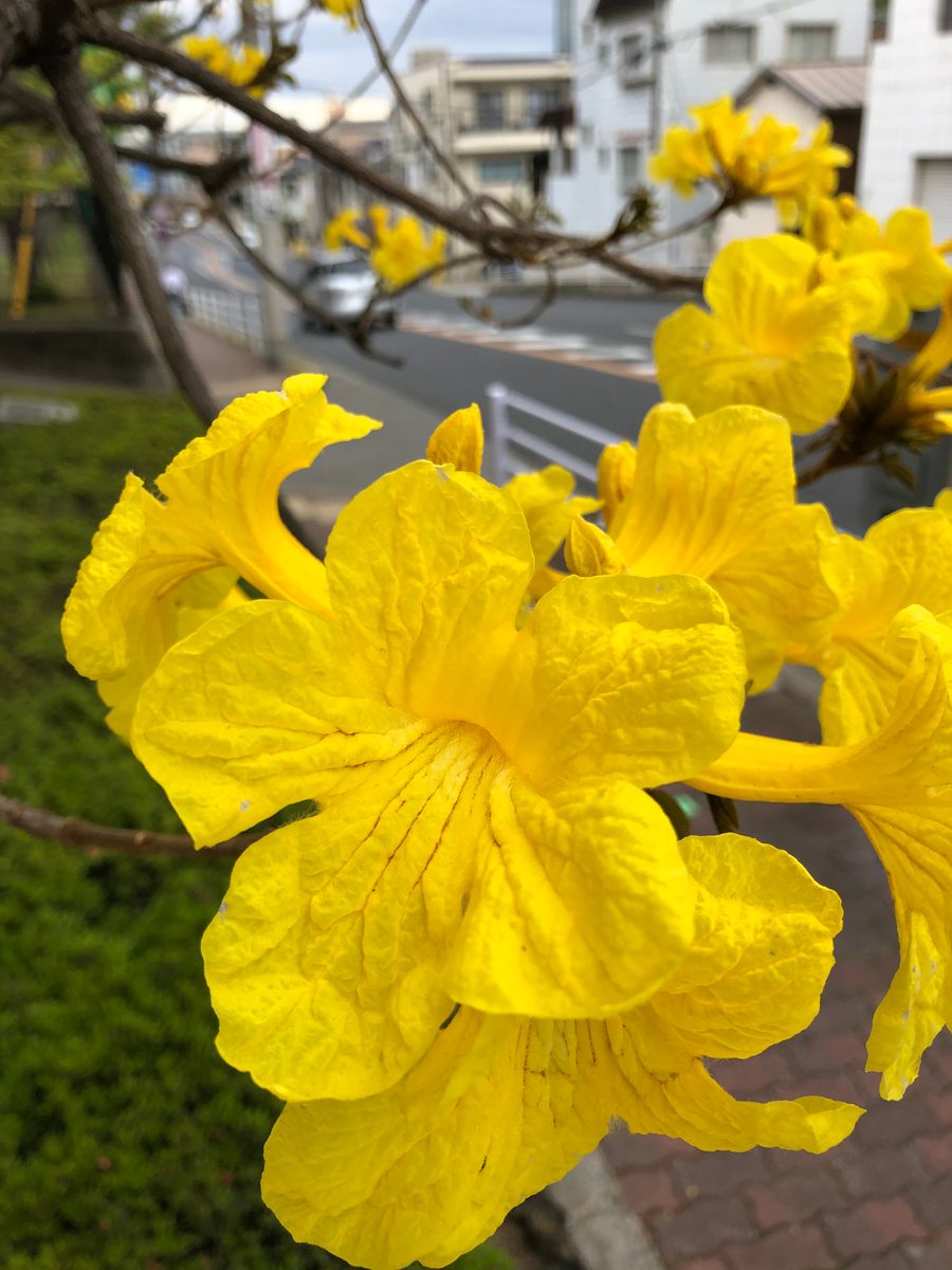 🇧🇷神戸に『イペ』が咲く理由💛