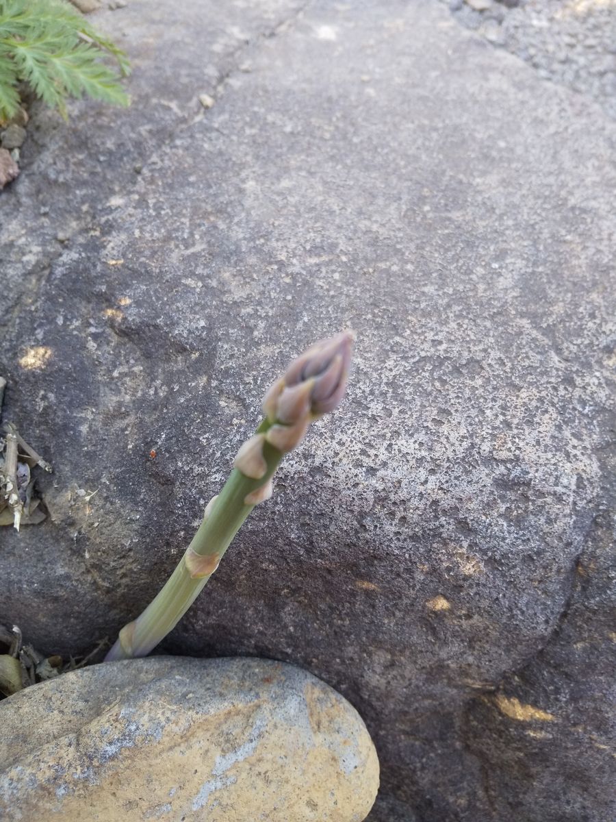 これって花芽？