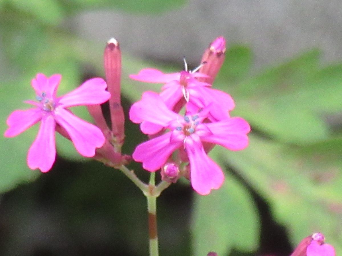 由愛(ゆめ)の花日記♪