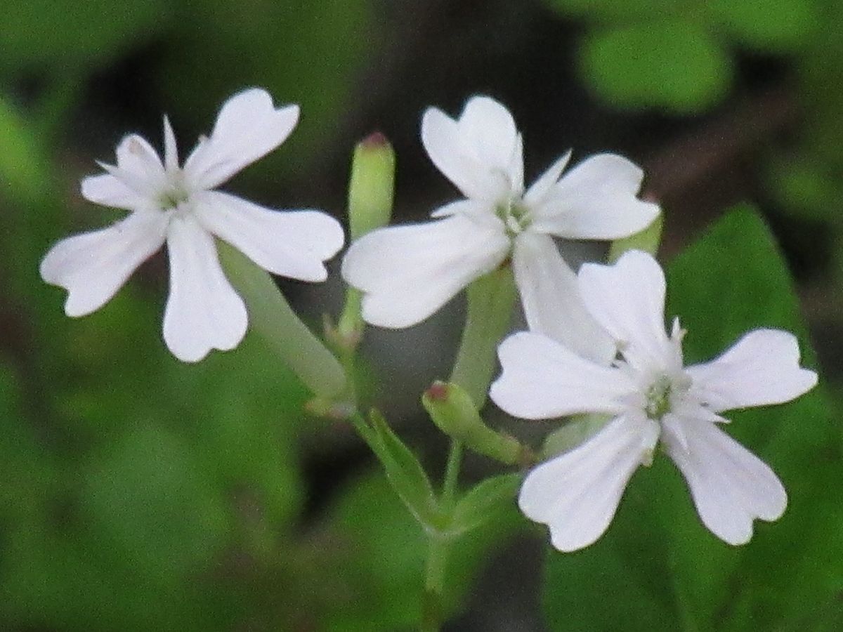 由愛(ゆめ)の花日記♪