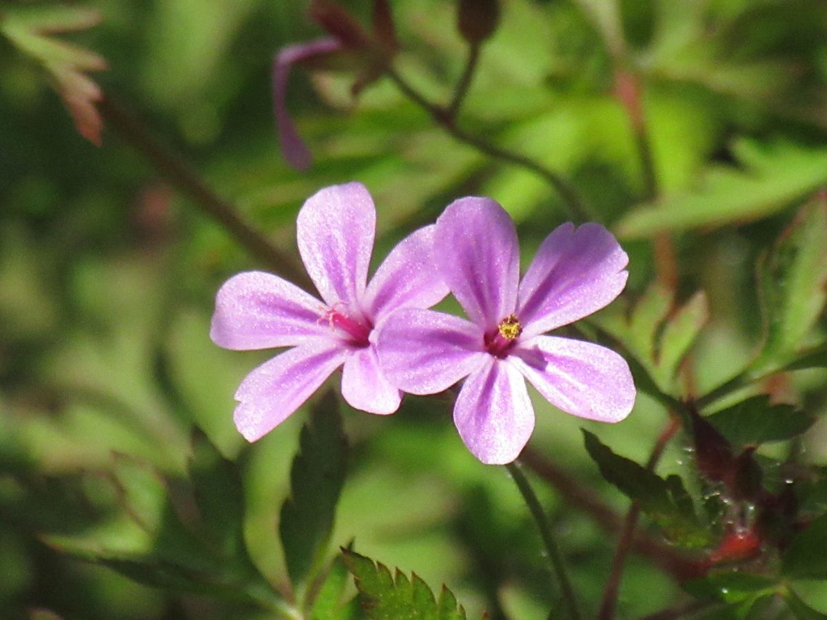 由愛(ゆめ)の花日記♪