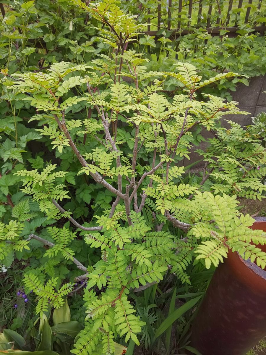 新緑に癒されて～🌱🌿🍃