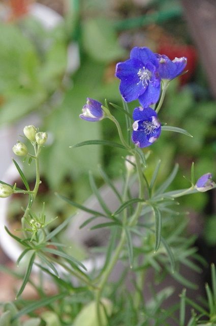 季節の花