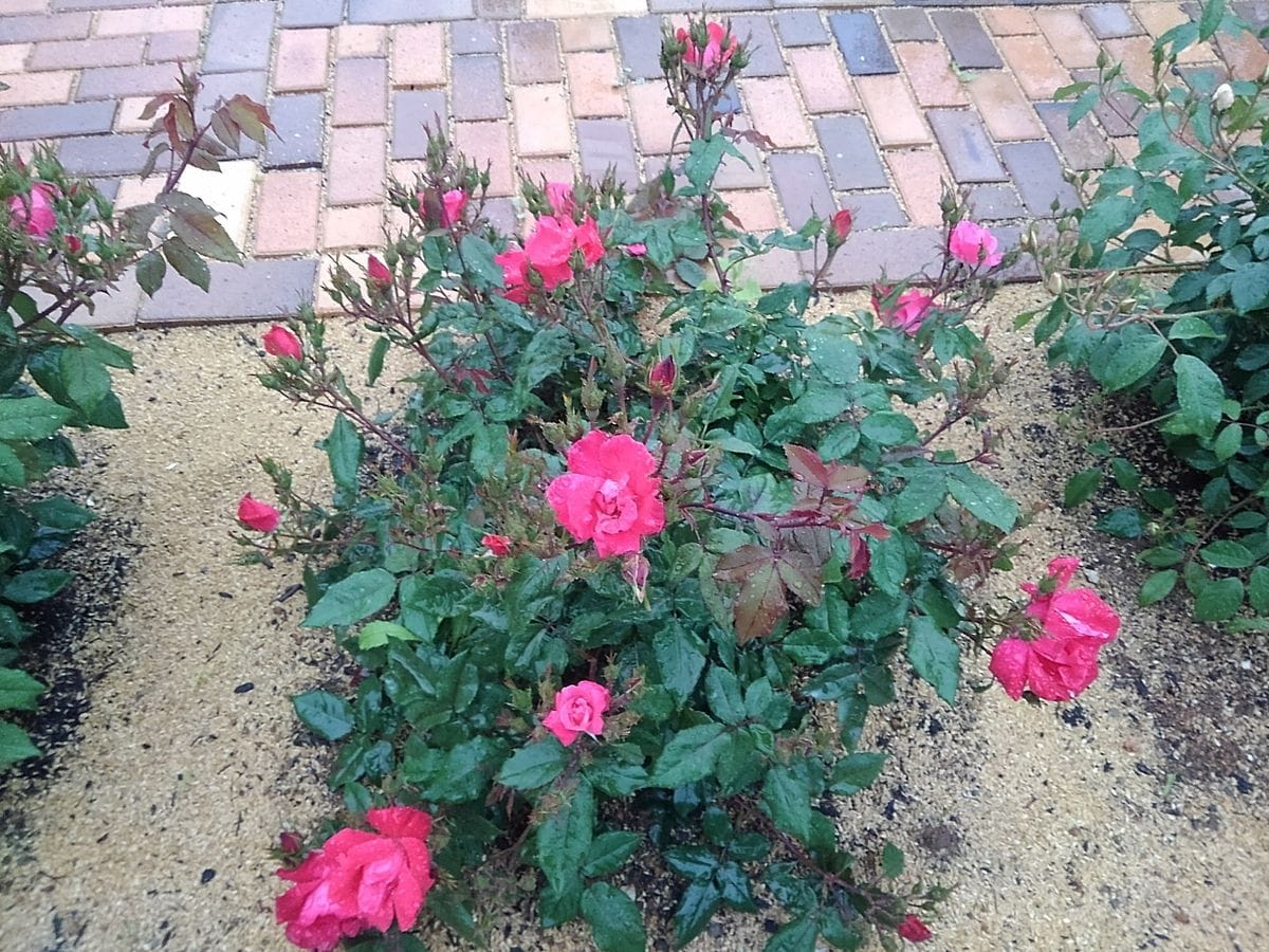 Grandpa's rose garden！①　　　　April　17.2021