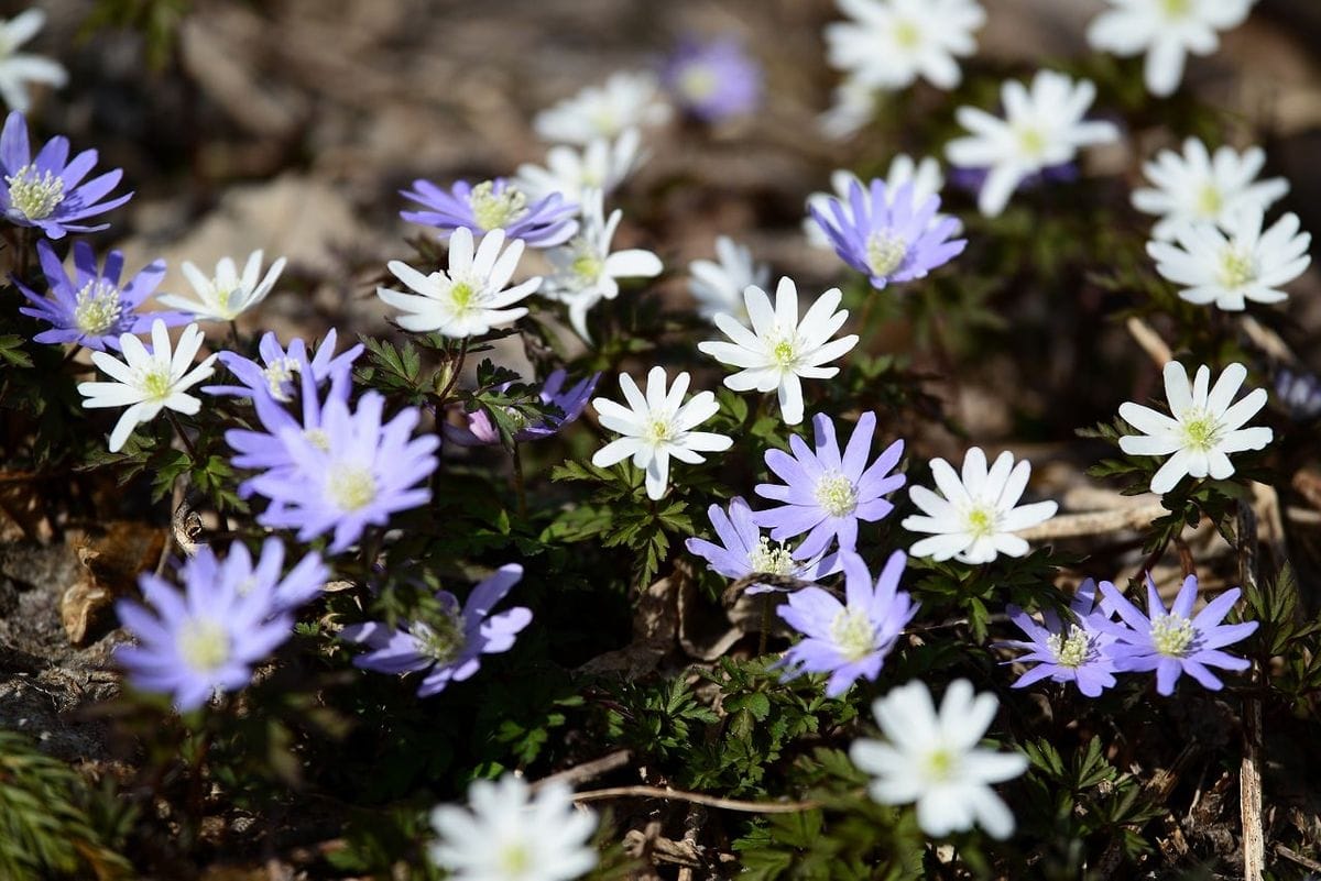 5.17　五竜かたくり苑の開花が始まりました。