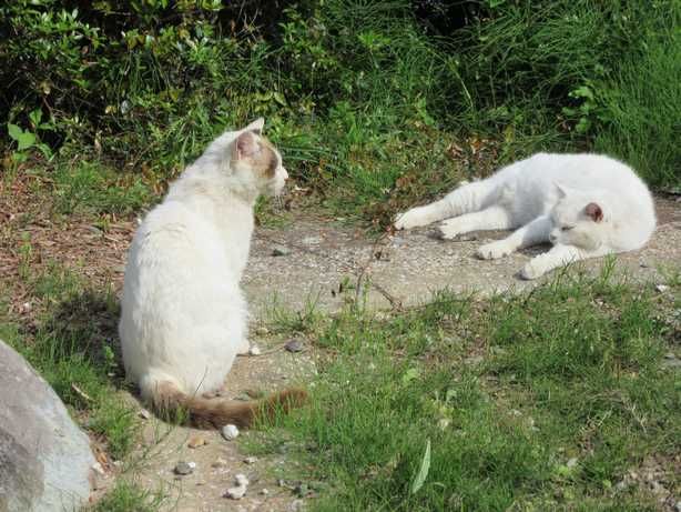 キョウグチ　オマケの猫たち