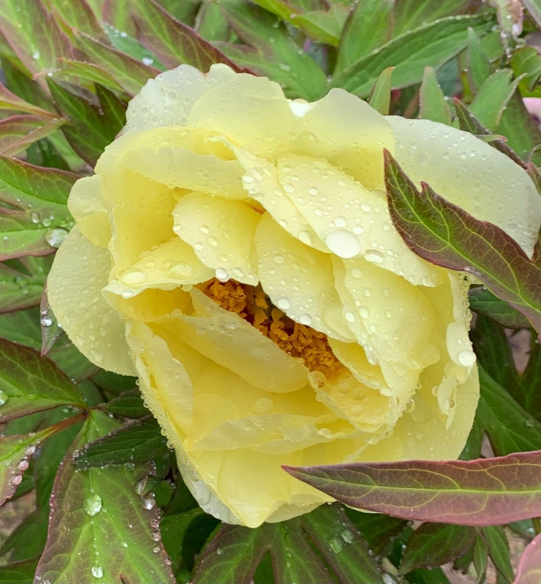 今日の花と薔薇