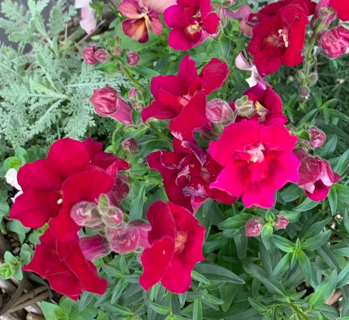 今日の花と薔薇