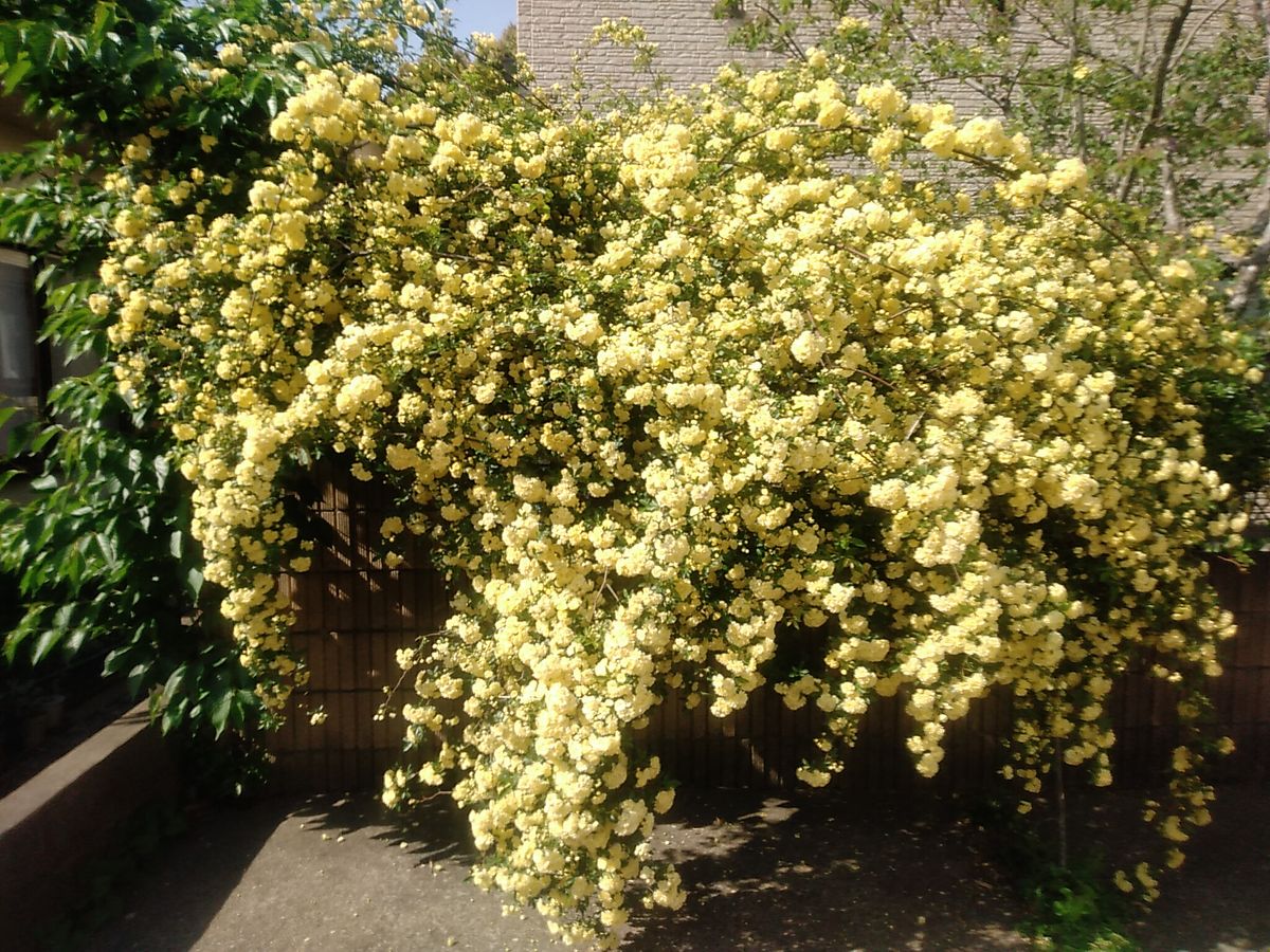 我が家の花々　モッコウバラ