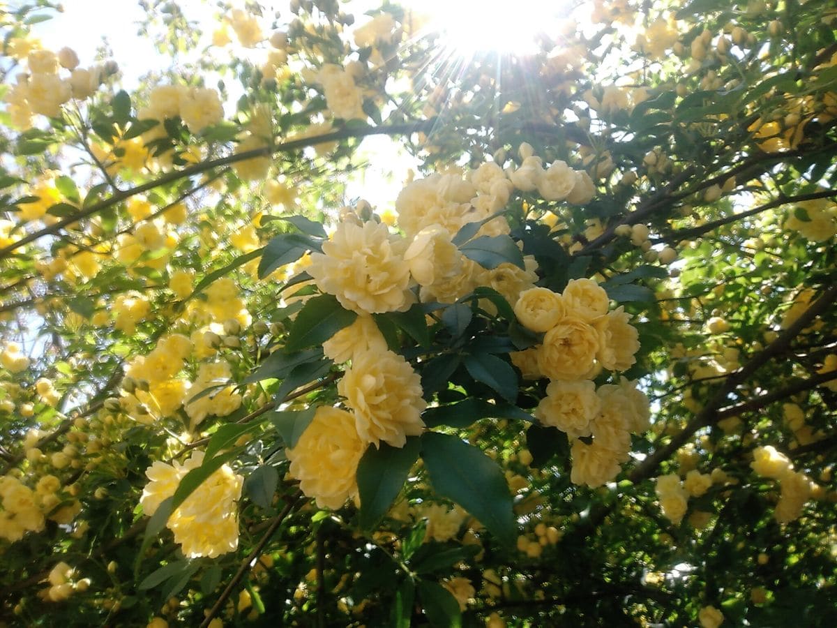 我が家の花々　モッコウバラ