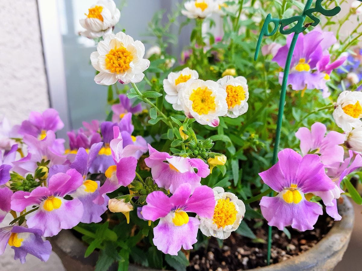 終盤の花🌸