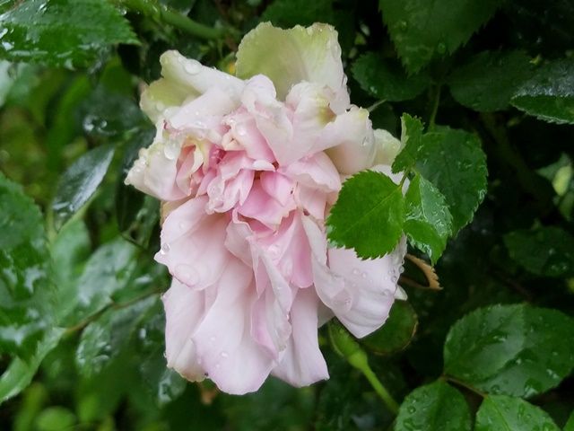 雨に濡れたバラ