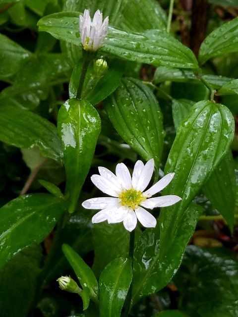 雨に濡れて･･･