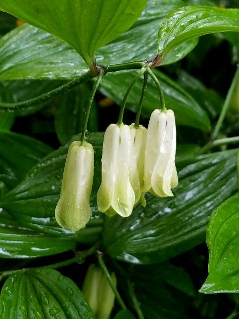 雨に濡れて･･･