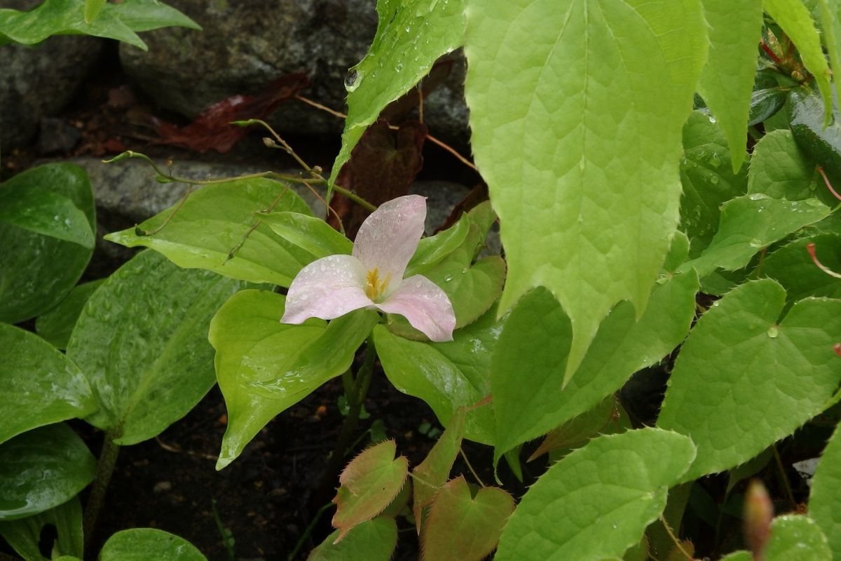 花の終わりはピンクに