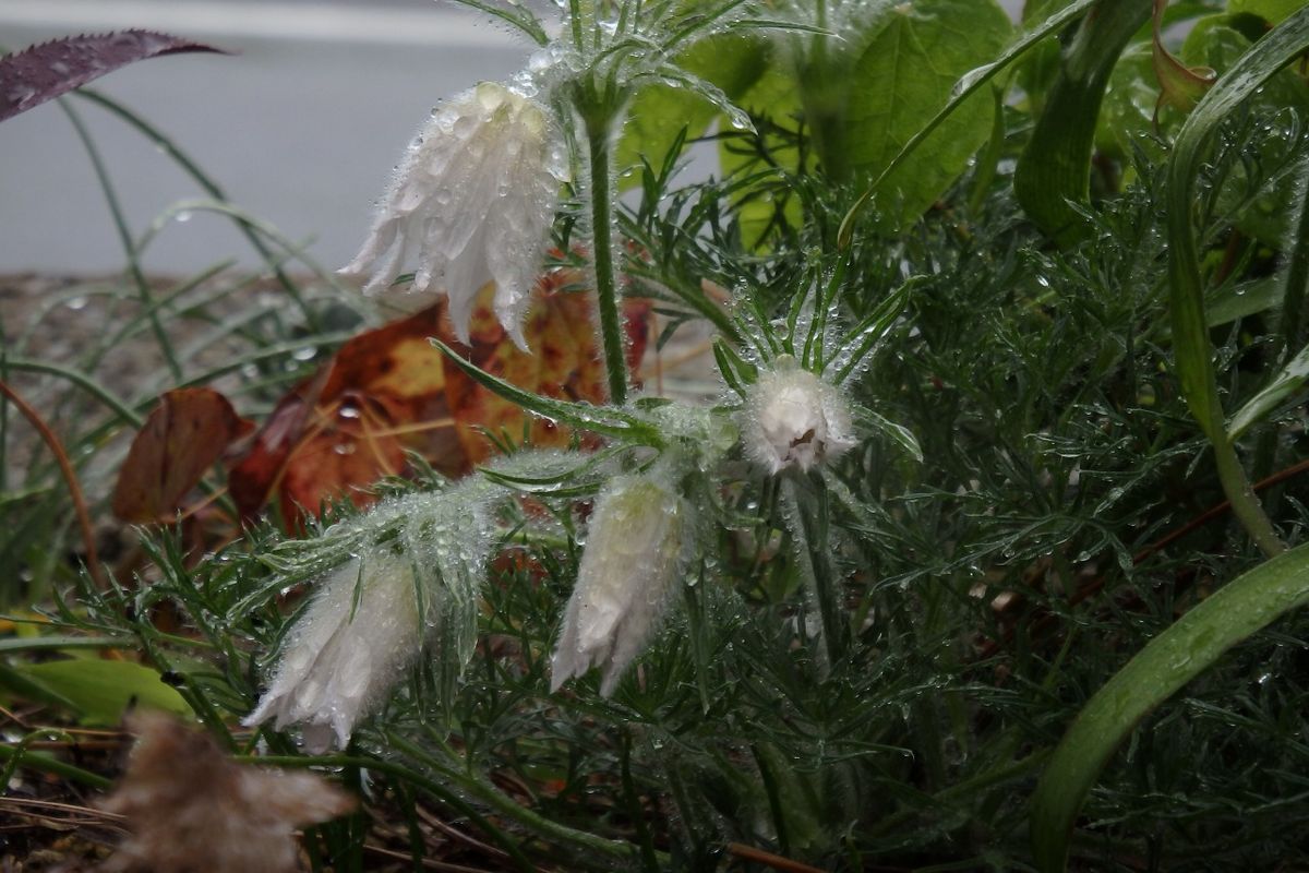 花の終わりはピンクに