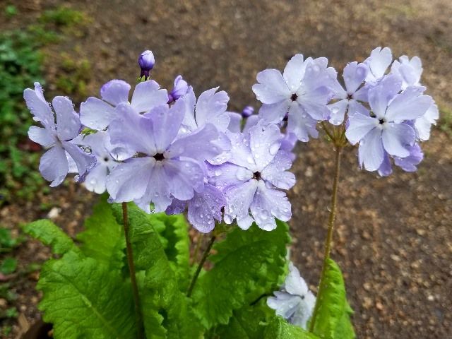 今日の日本桜草①