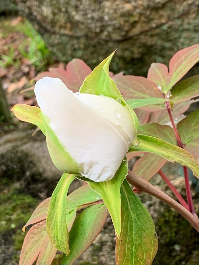 雨上がりの牡丹